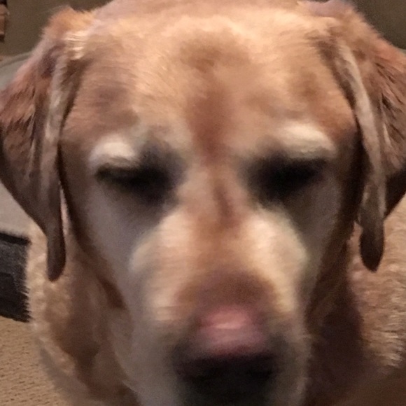 Meet your Posher, Lisa - Picture 4 of 10